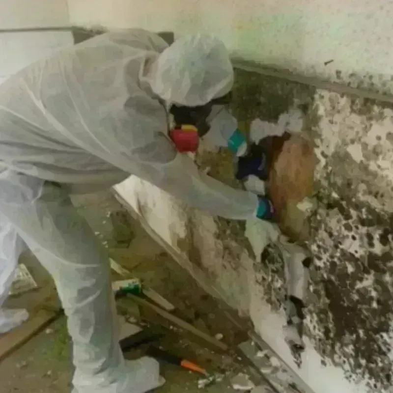 Mold Remediation and Removal in Grant County, ND